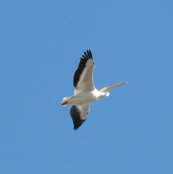 American White Pelican