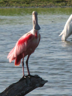 Roseate Spoonbill