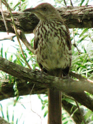 Long-Billed Thrasher 