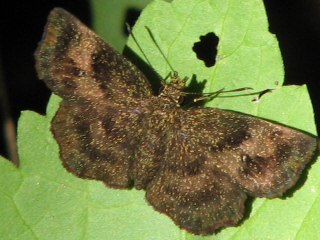 mazan's scallopwing