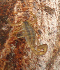 ascorpion.jpg