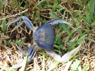 bluecrab22.jpg