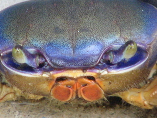 bluecrab33.jpg