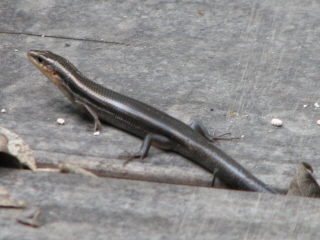 four-lined skink