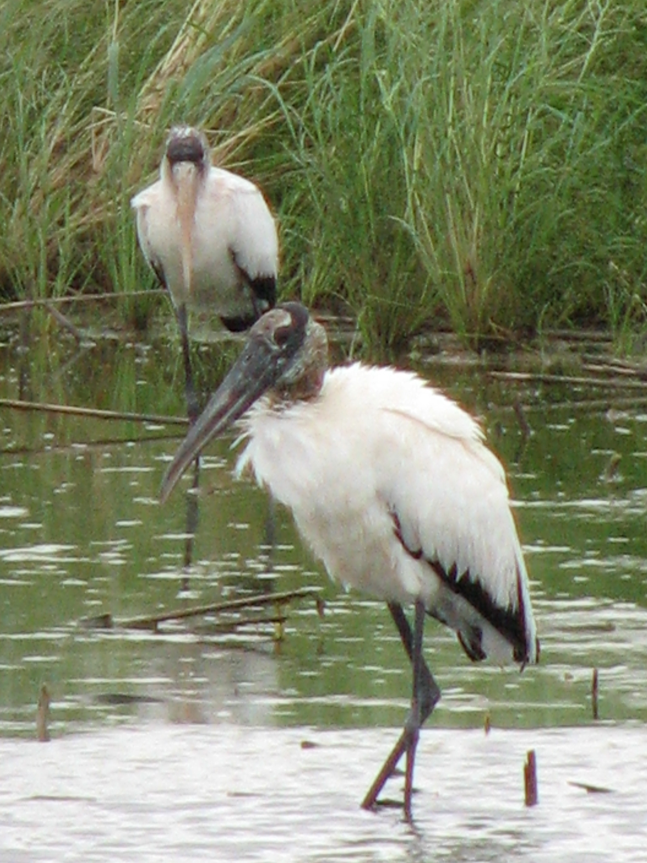 Wood Storks