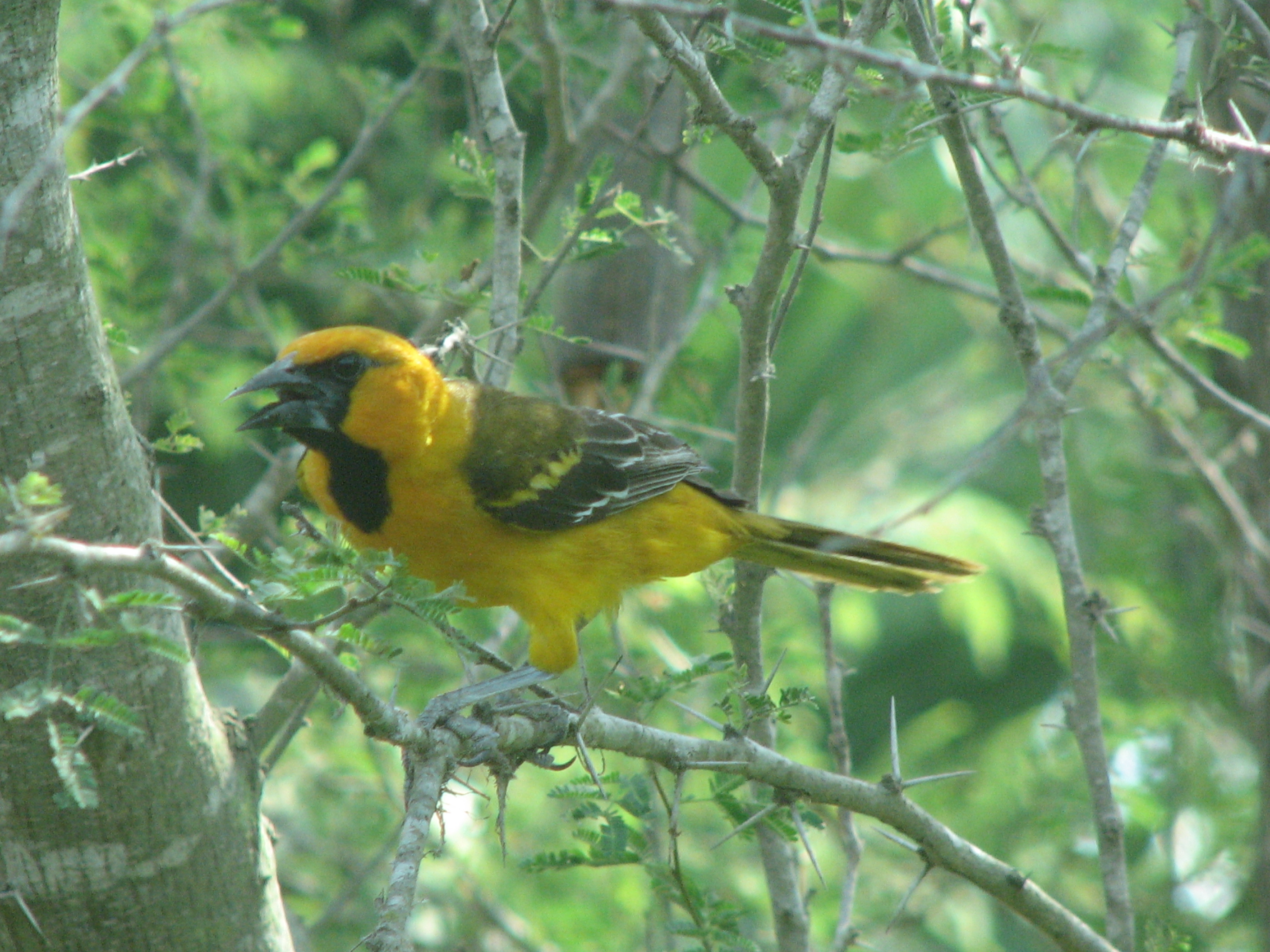 Altamira Oriole