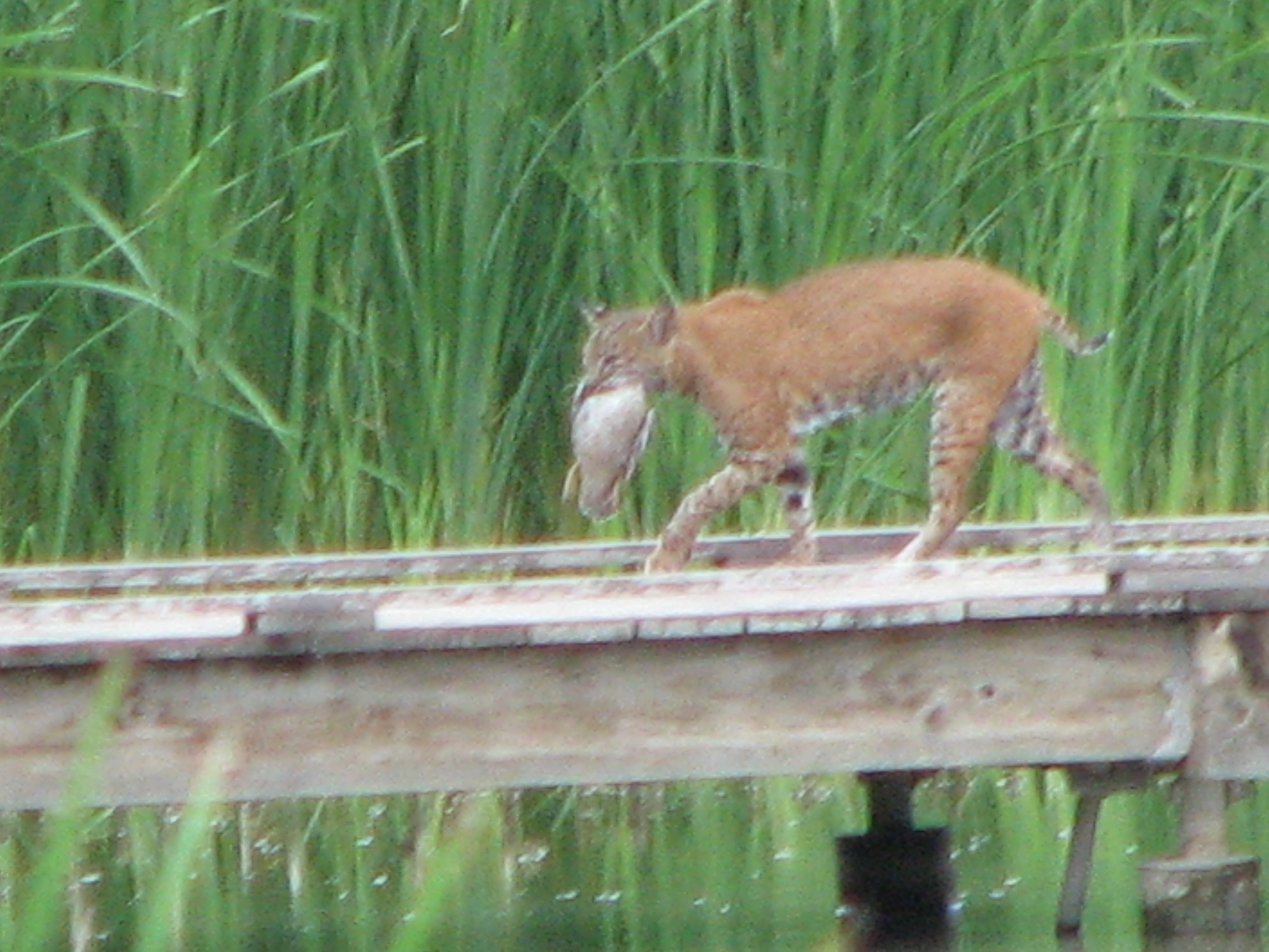 Bobcat