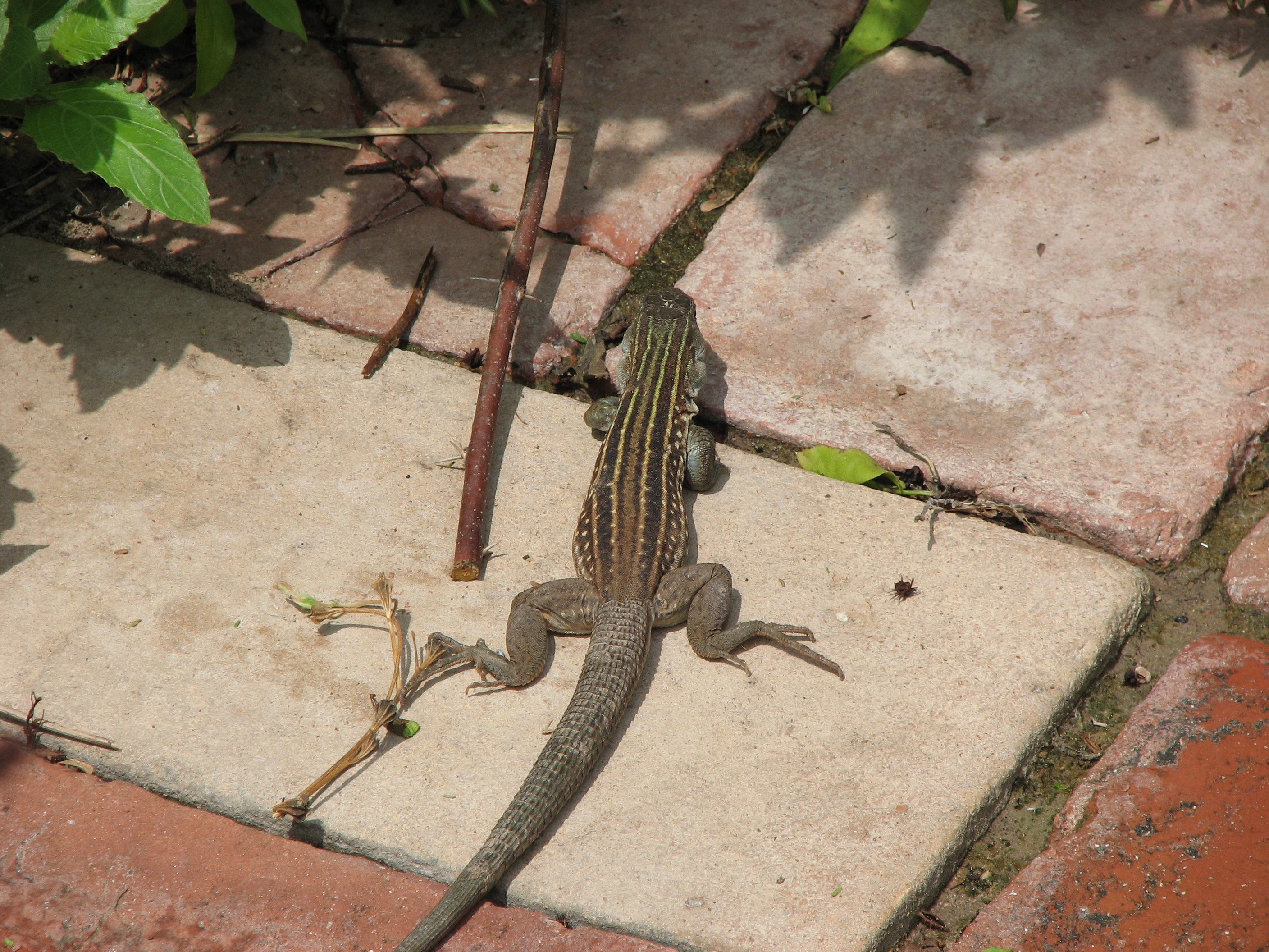 Texas Spotted Whiptail