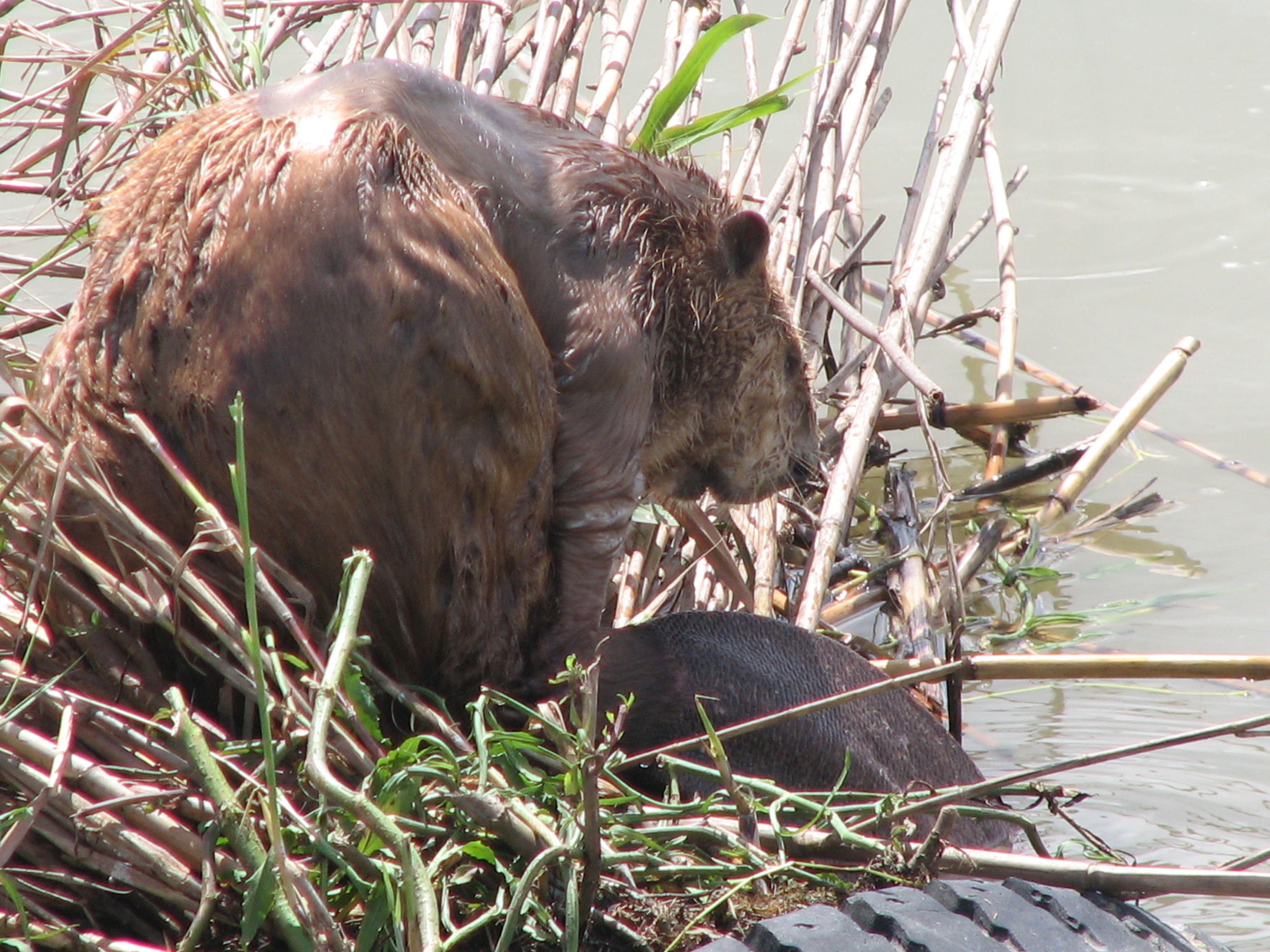 Beaver