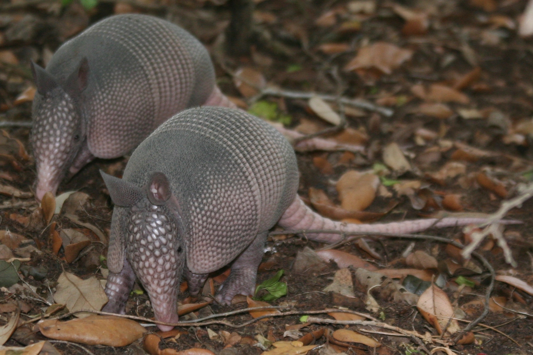 Armadillo