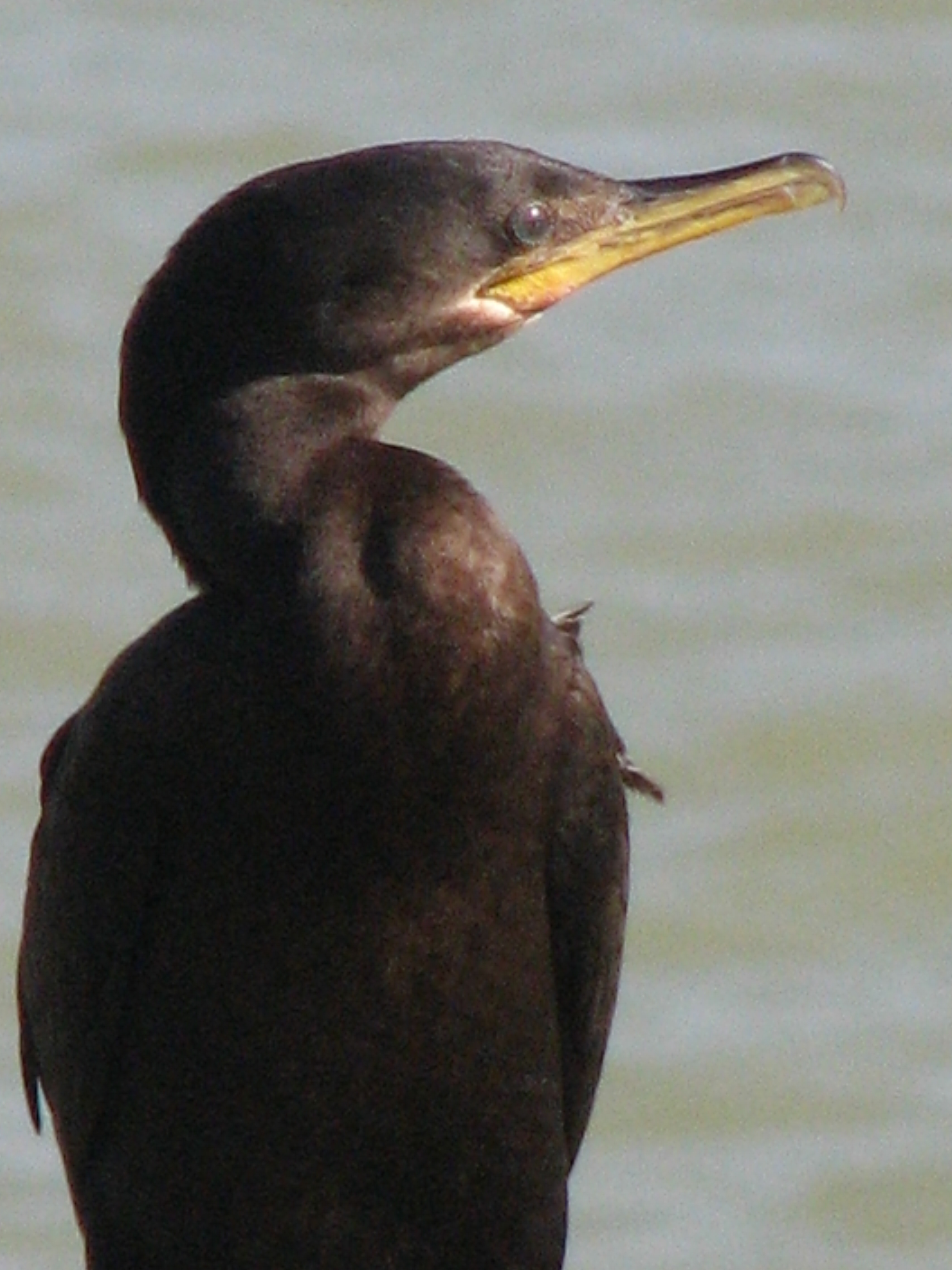 Neotropic Cormorant