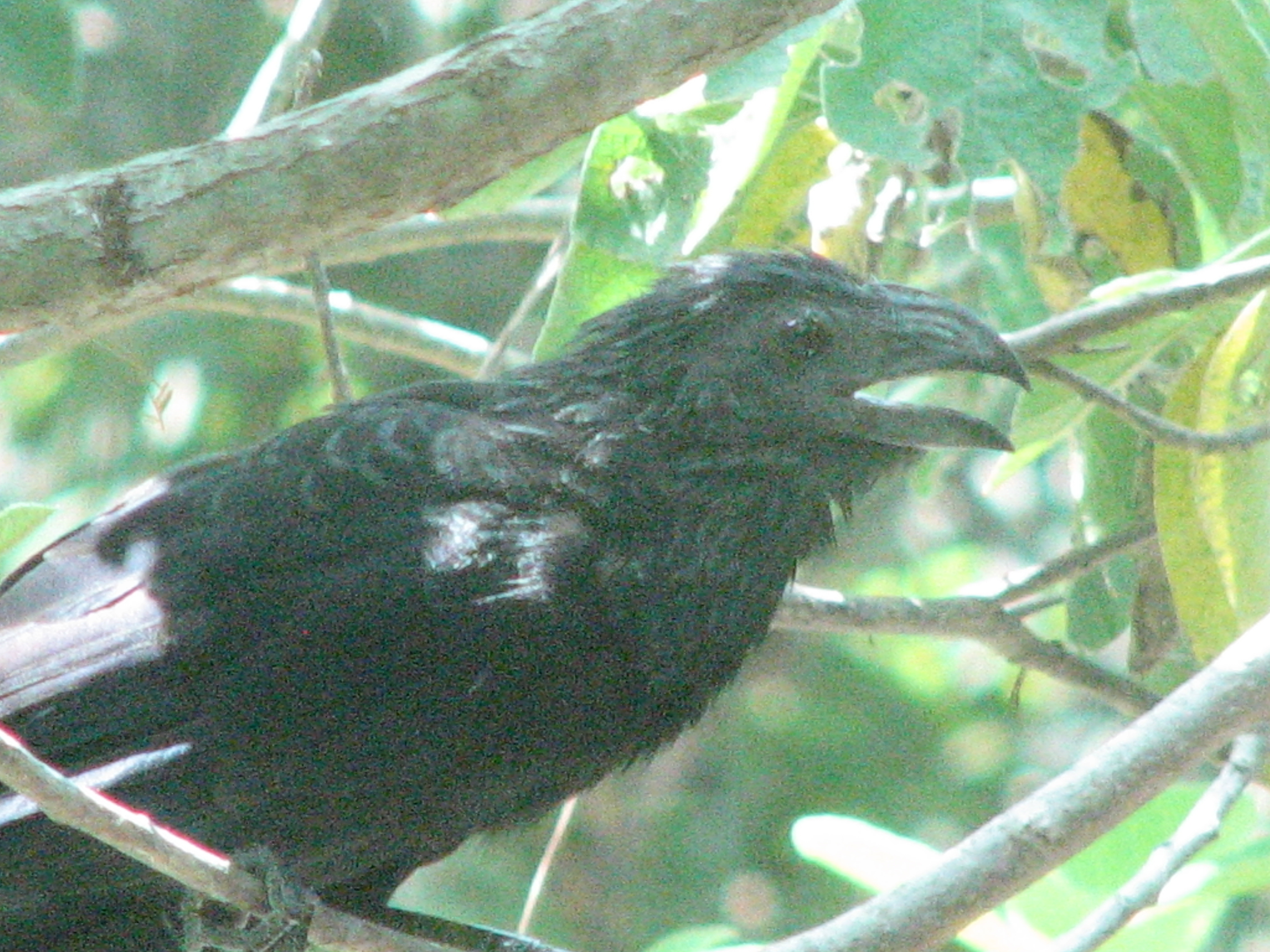 Groove-Billed Ani