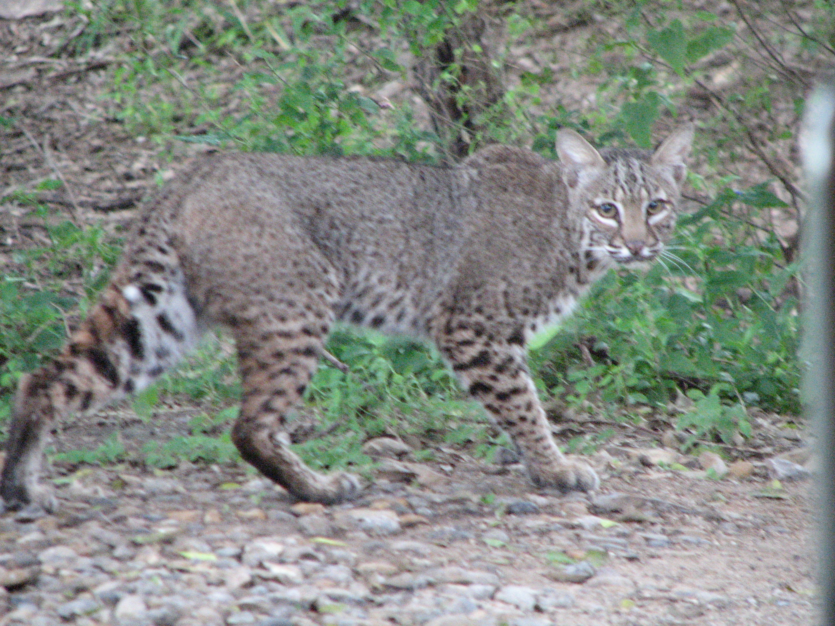 Bobcat