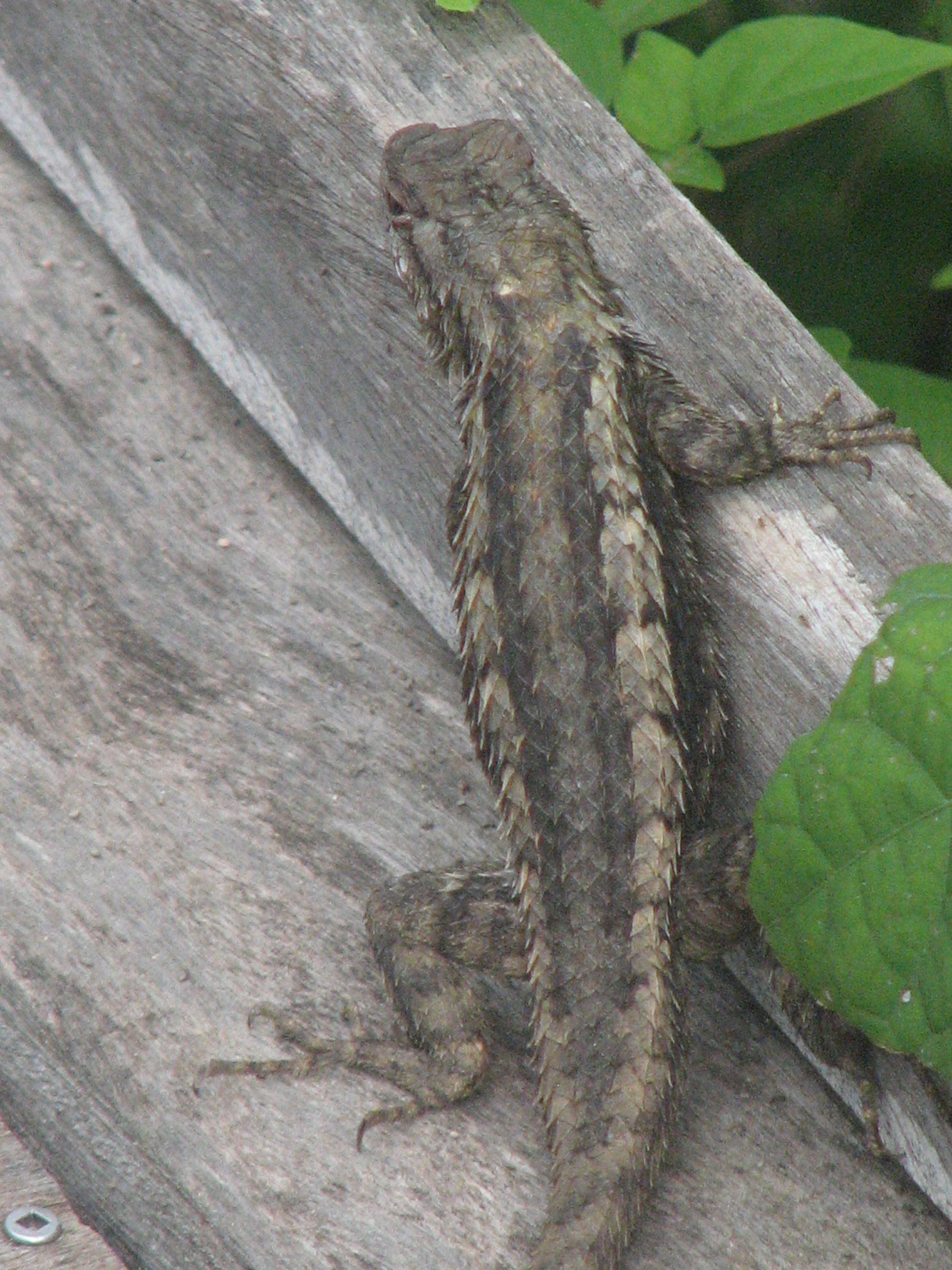 Texas Spiny Lizard