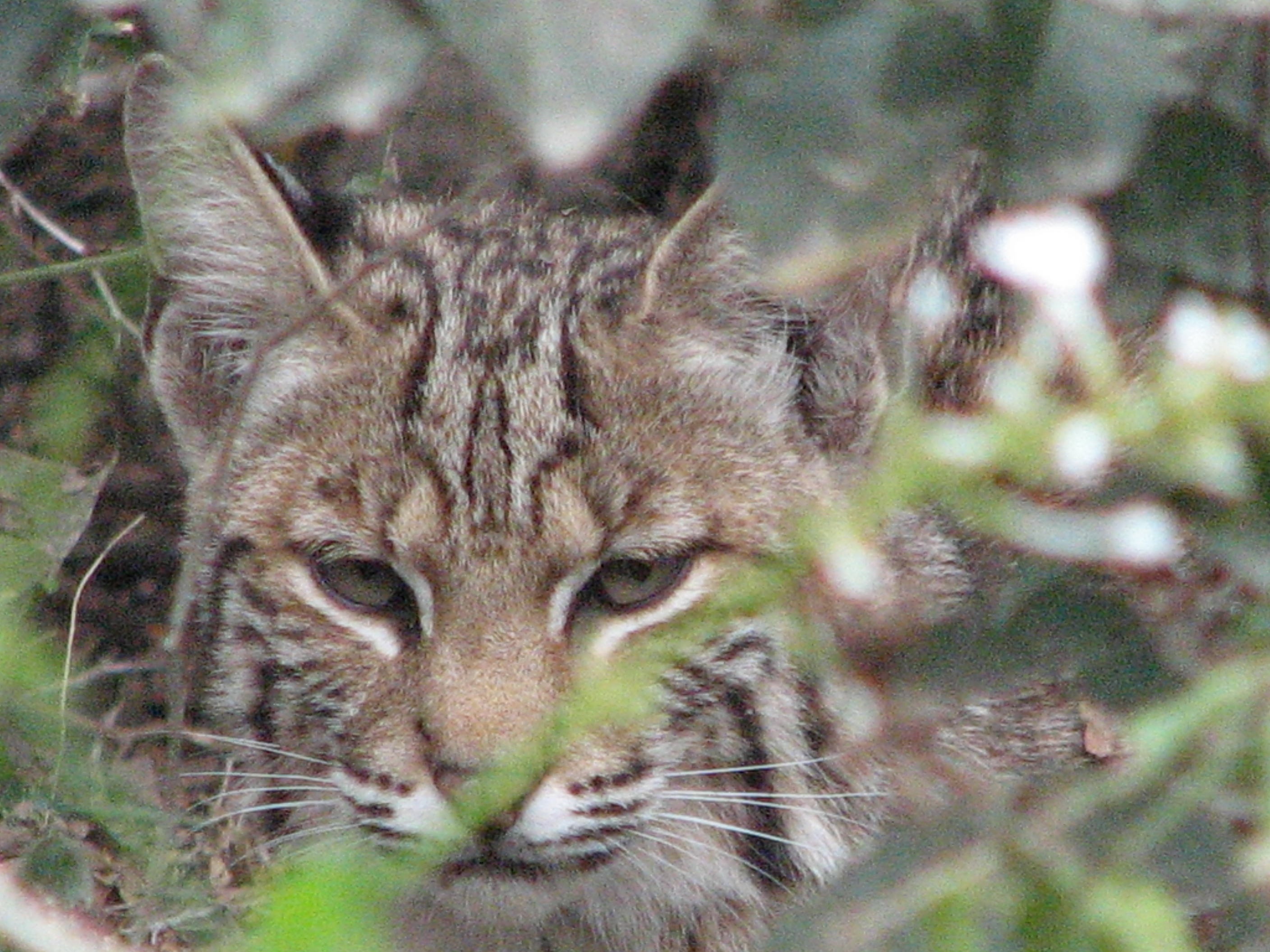 Bobcat