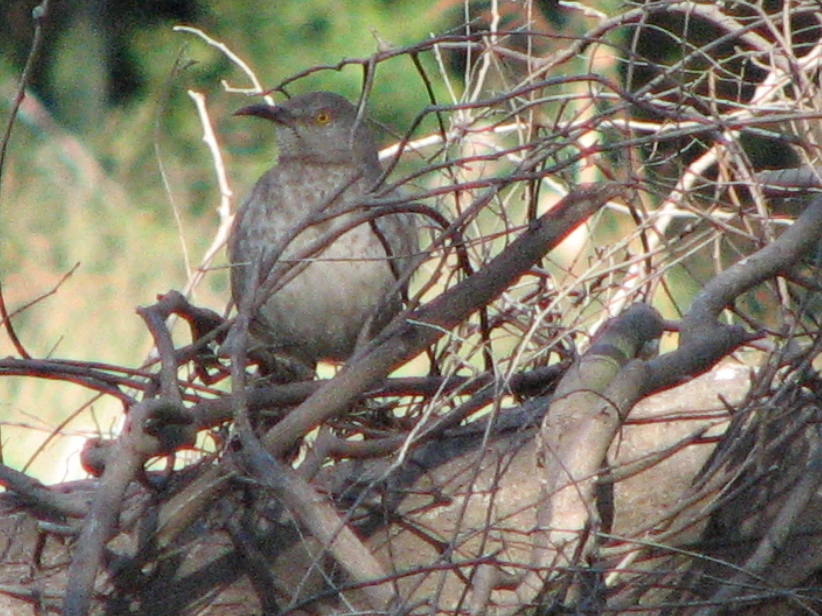 Curve-Billed Thrasher