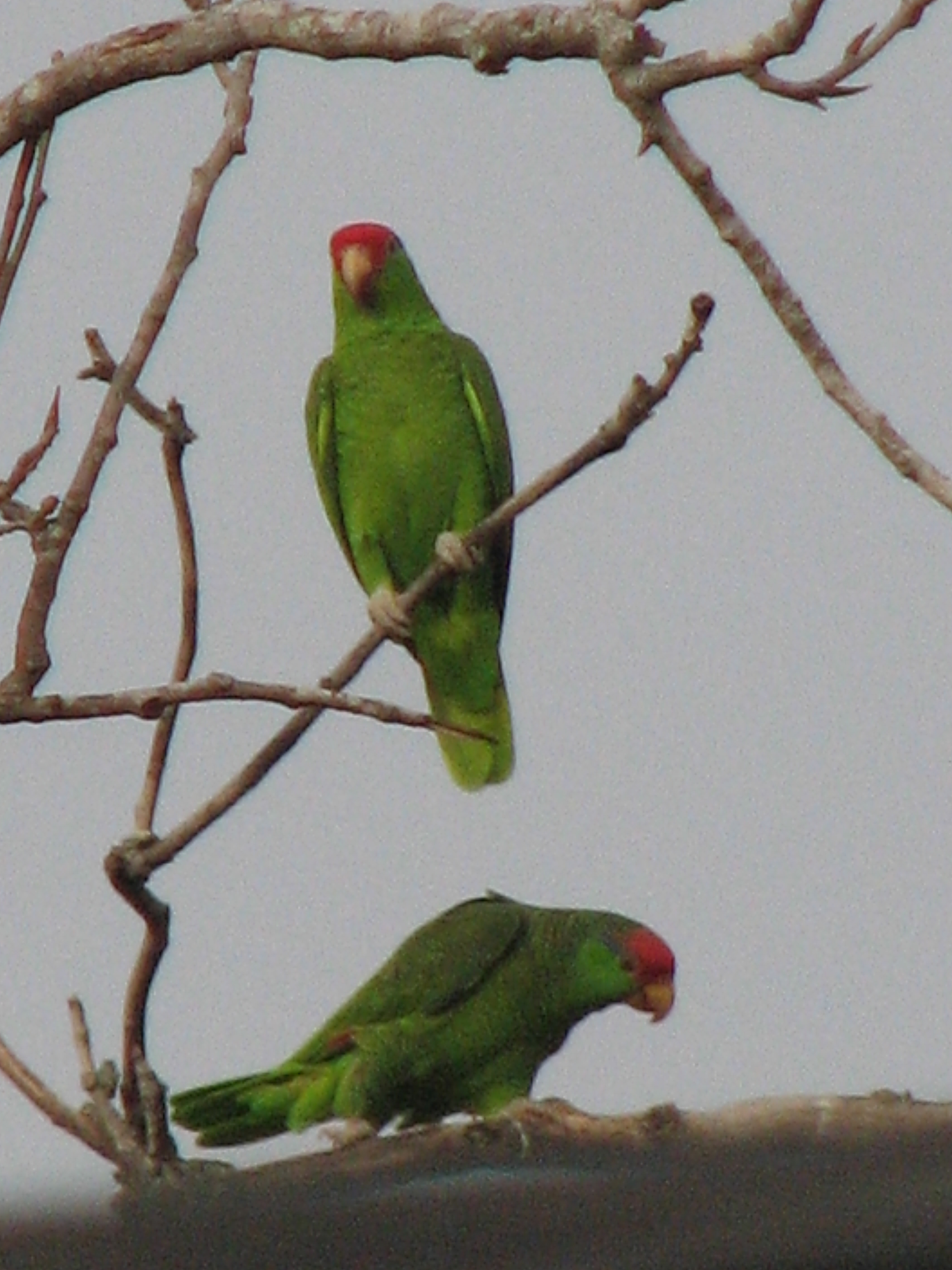 Red-crowned Parrot