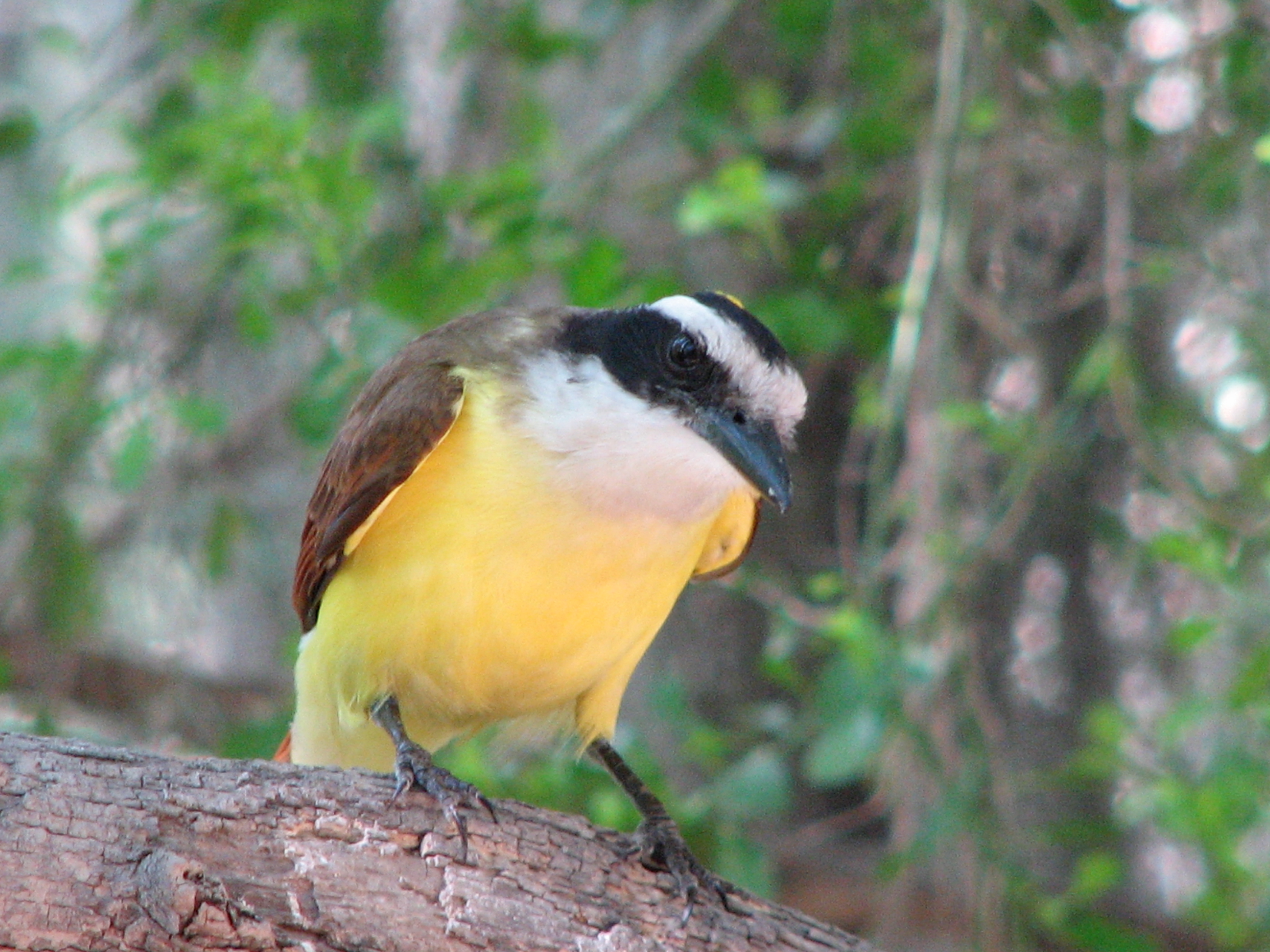 Great Kiskadee