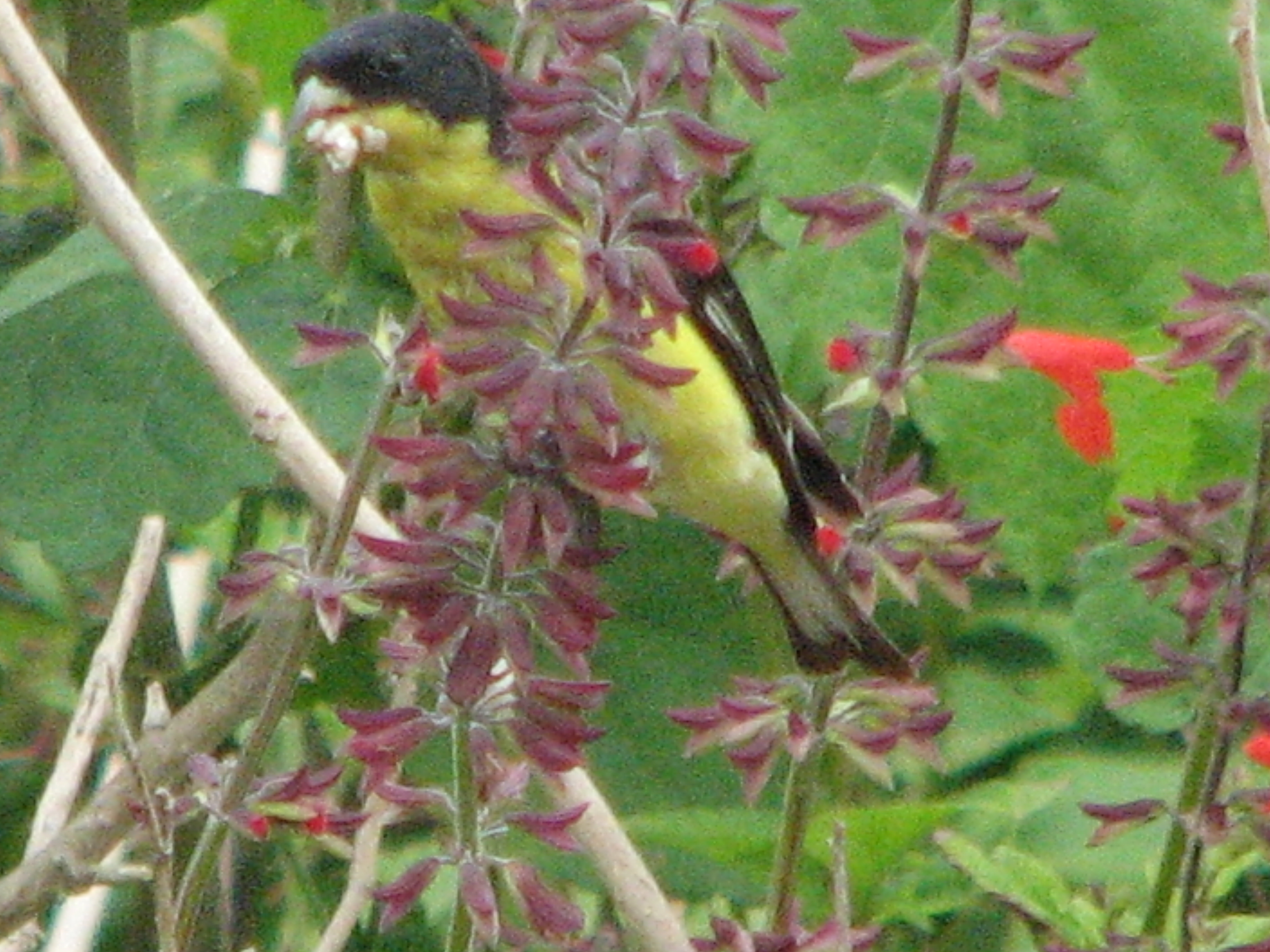 Lesser Goldfinch on Tropical Sage