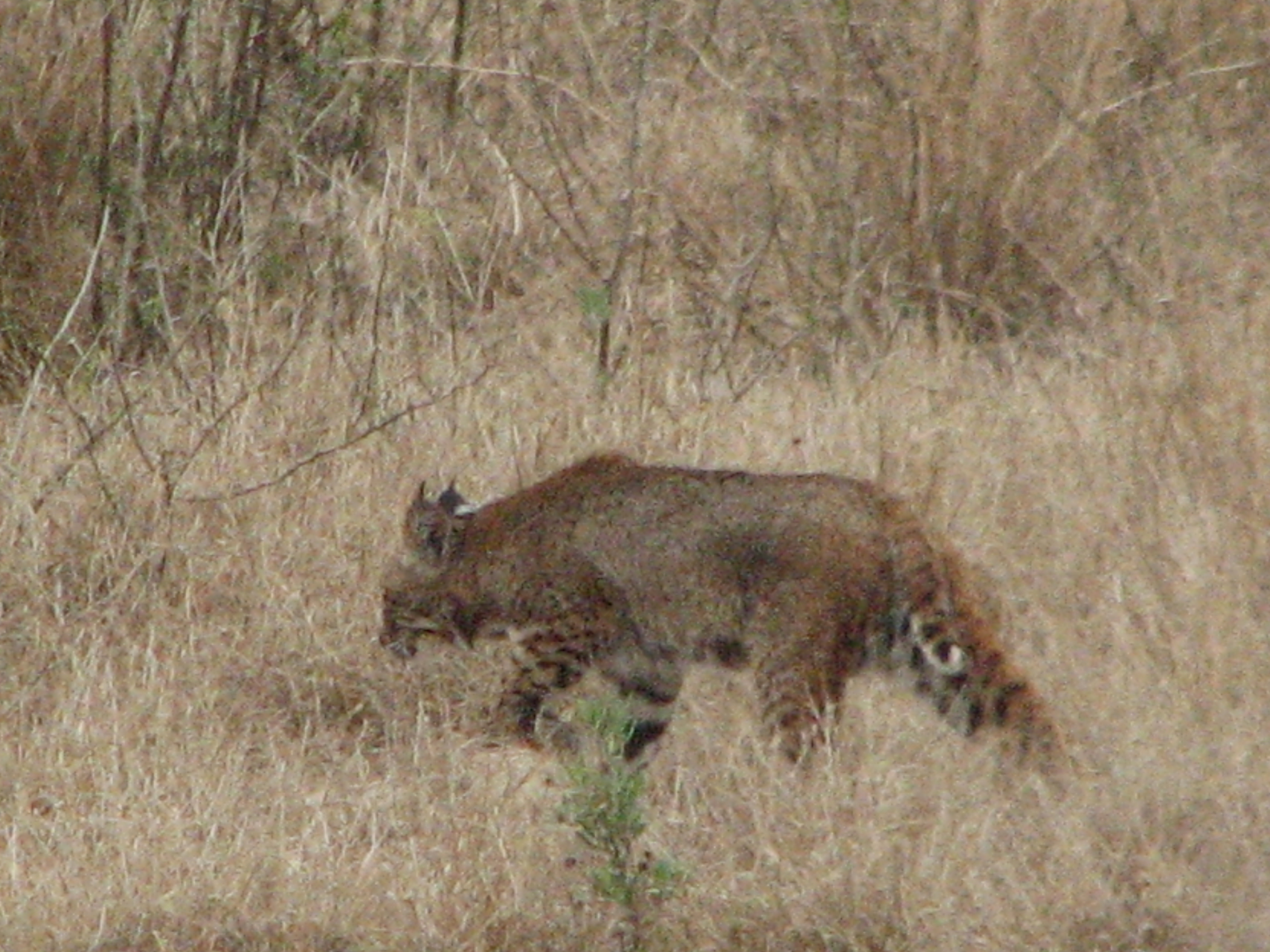 Bobcat