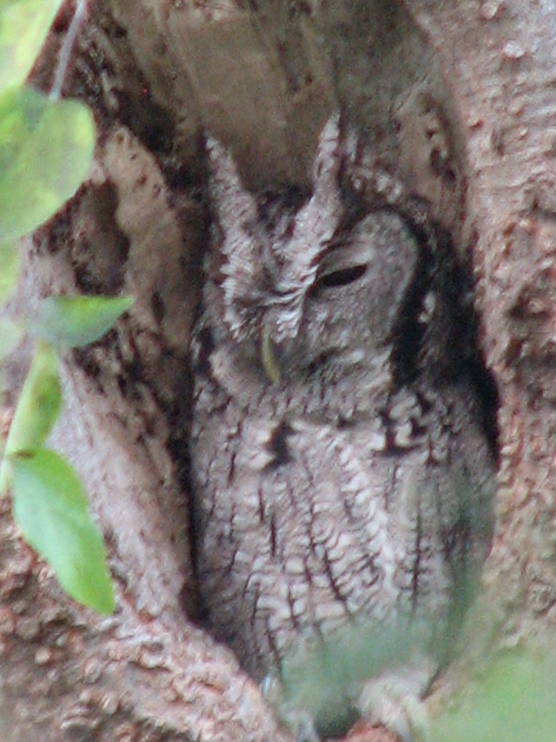 Eastern Screech Owl