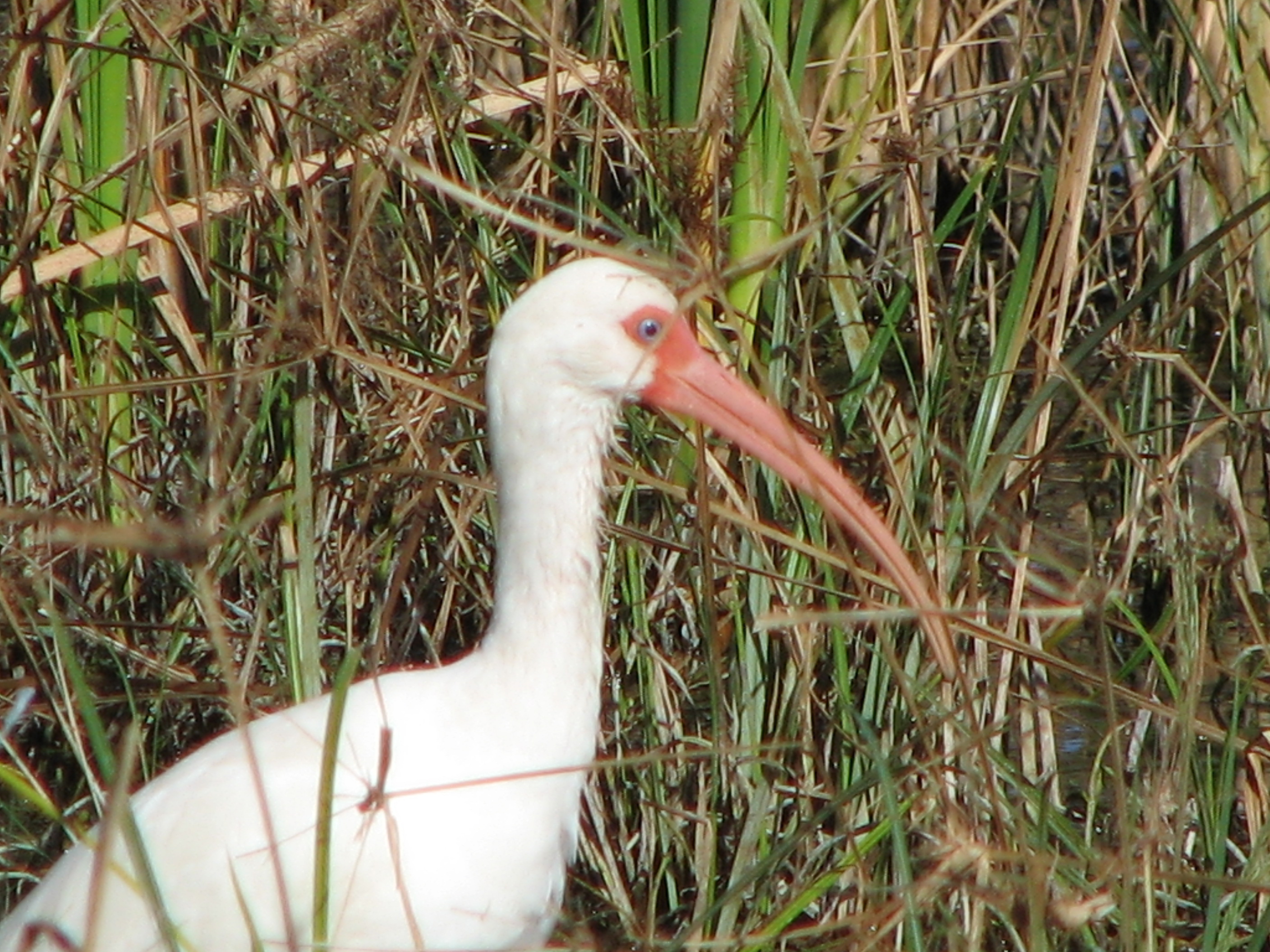 White Ibis