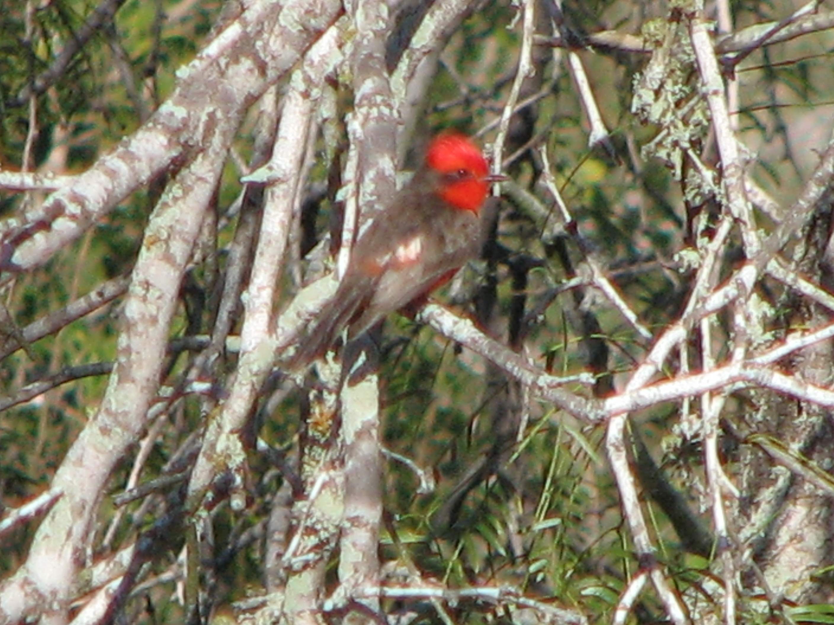 Vermilion Flycatcher