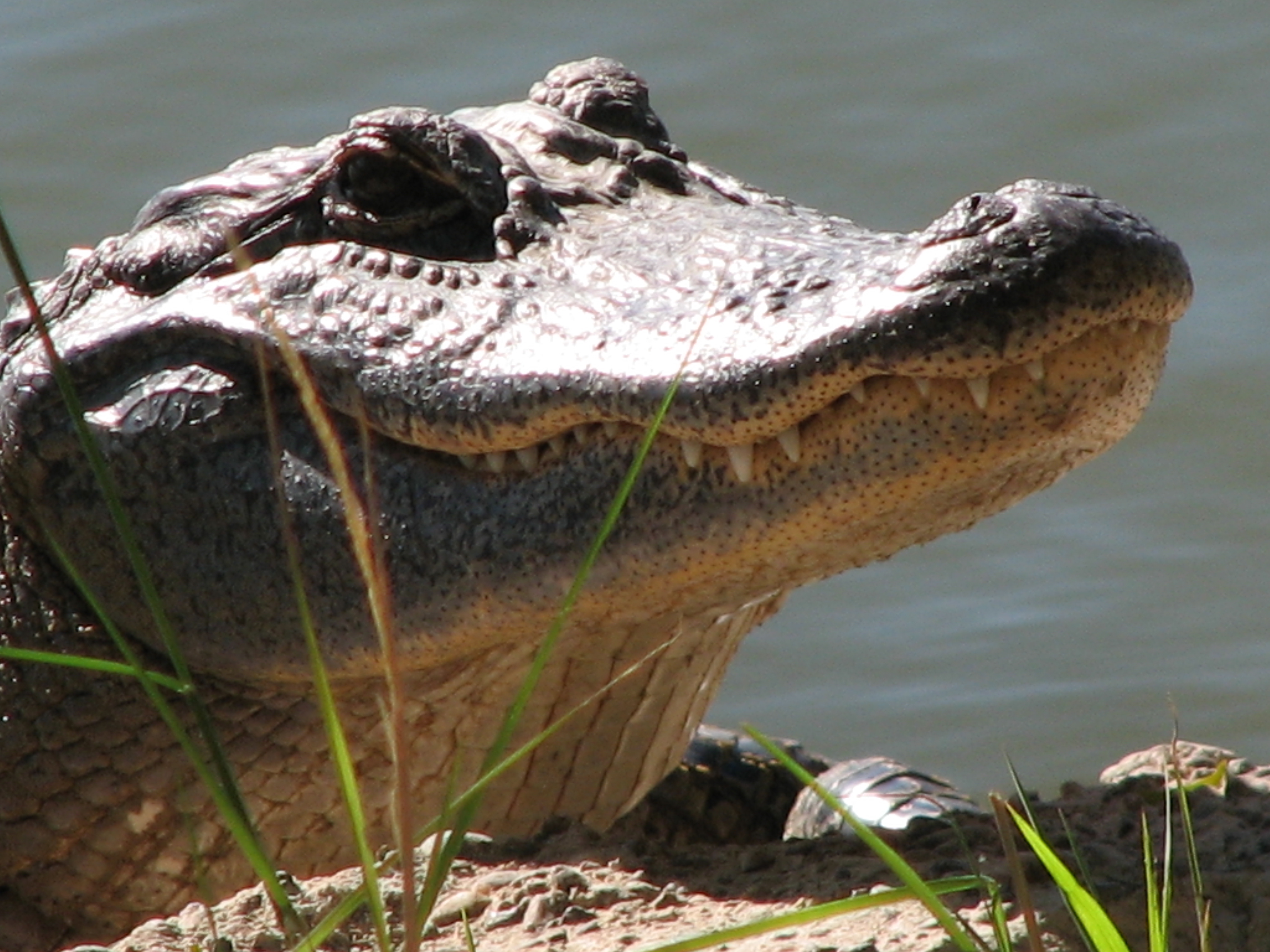 American Alligator