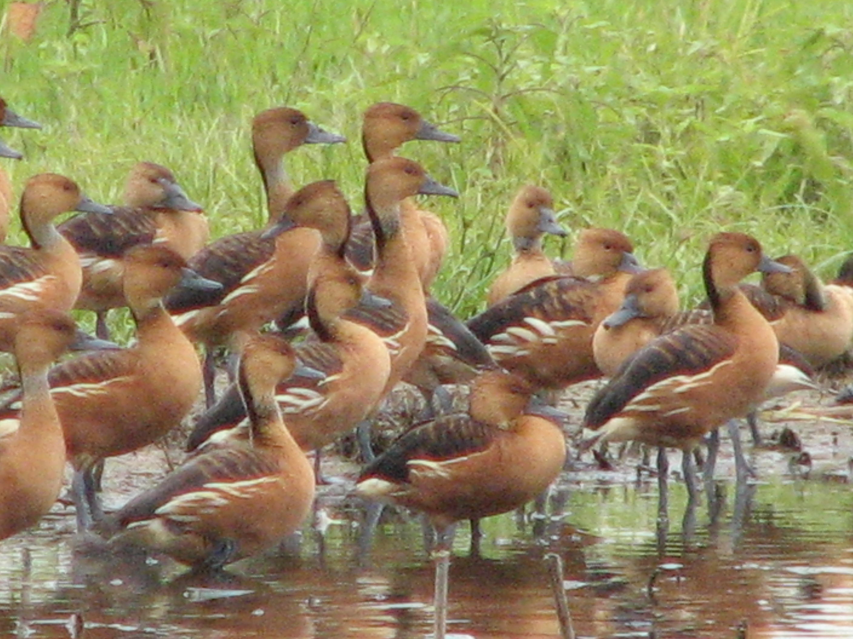 Fulvous Whistling-Ducks