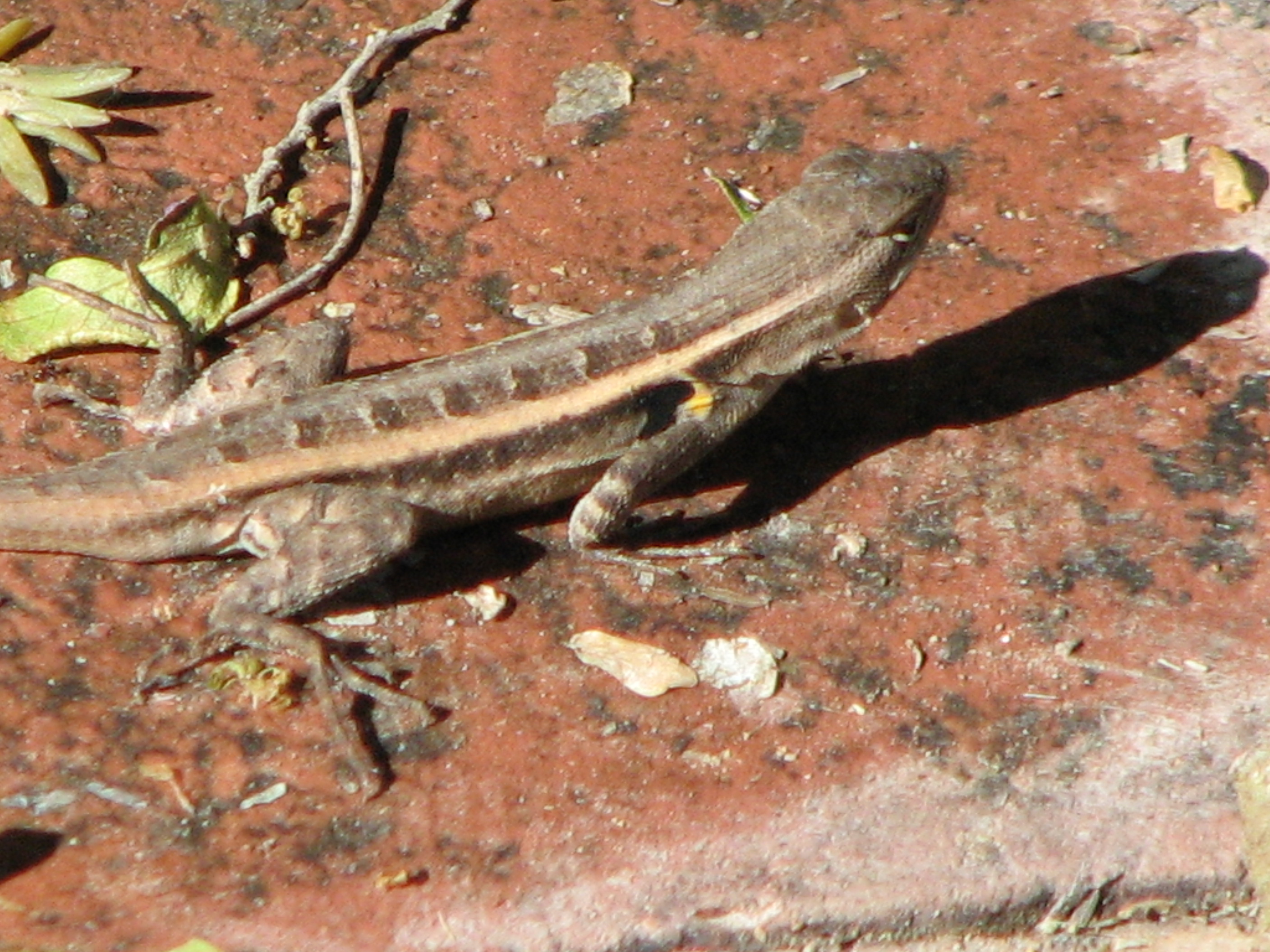 Rose-bellied Lizard