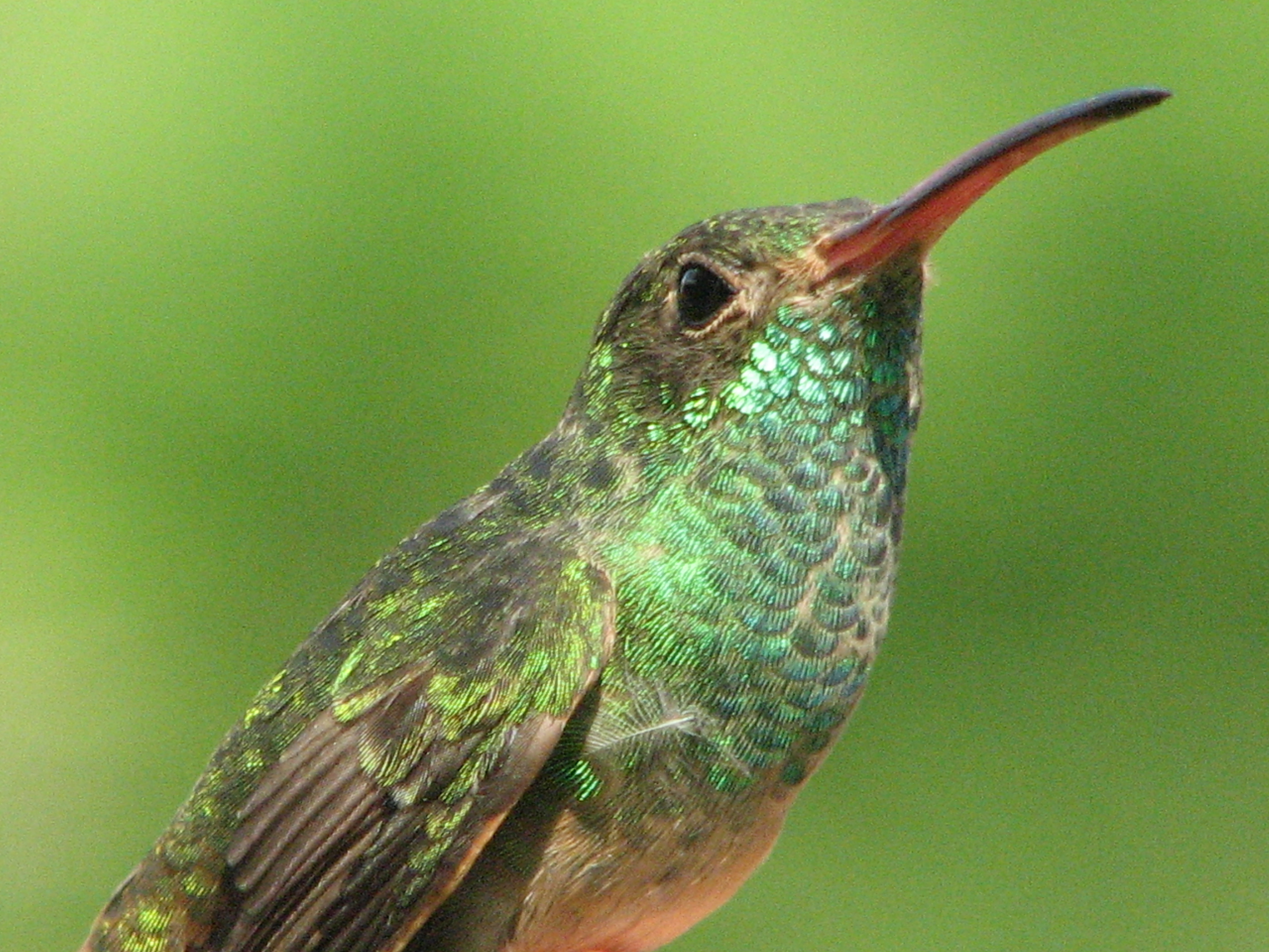 Buff-bellied Hummingbird