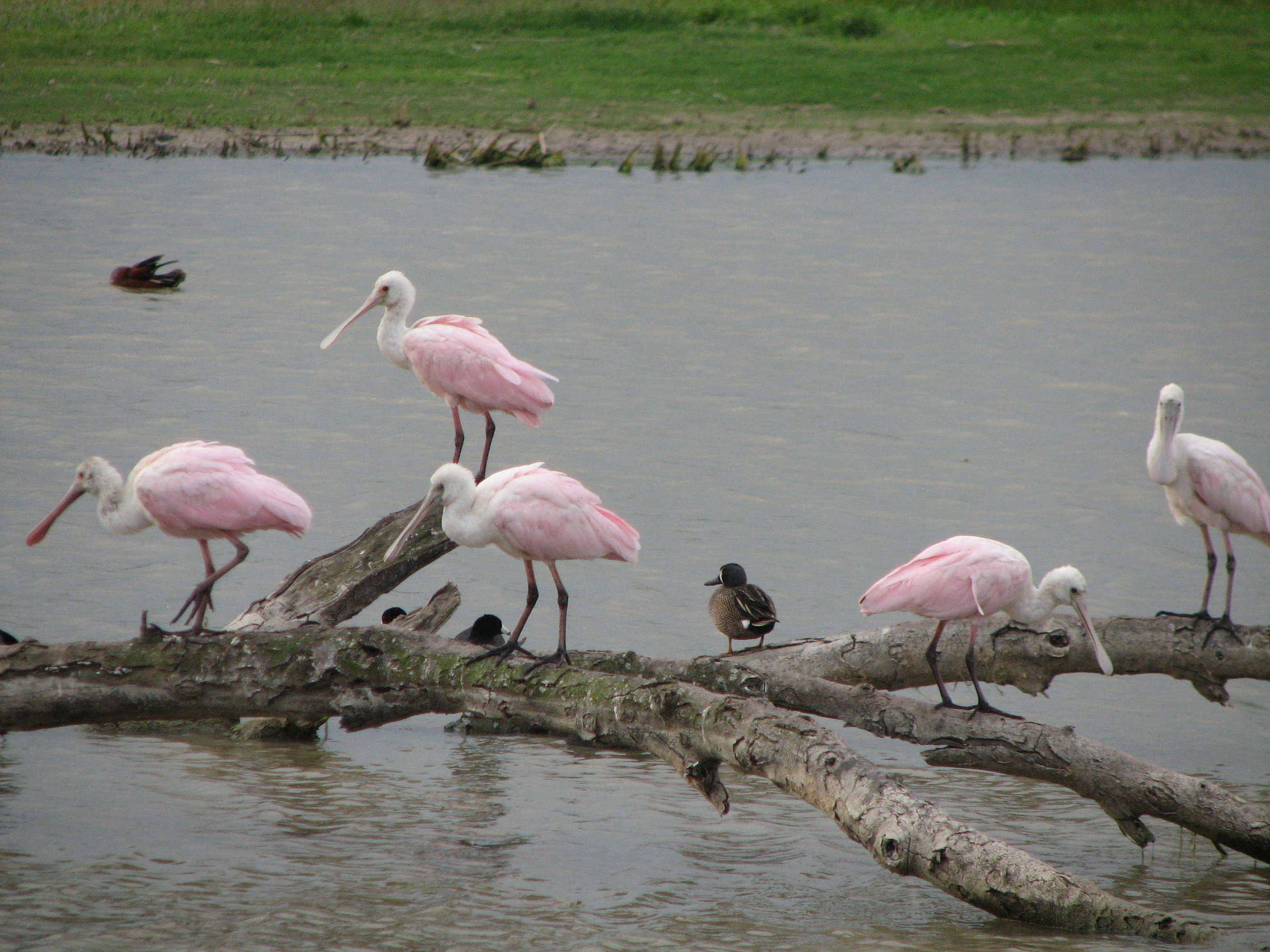 Roseate Spoonbill