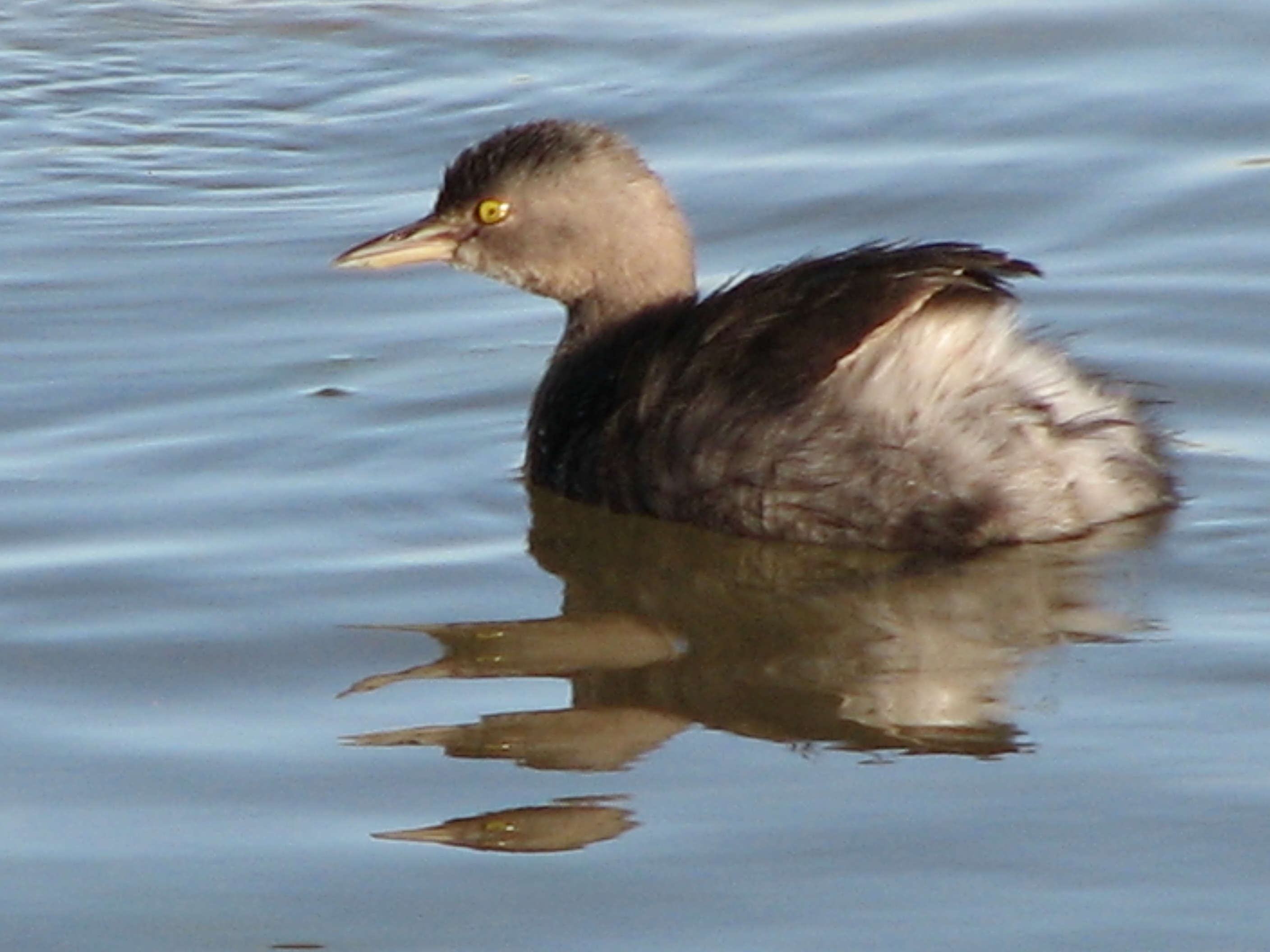 Least Grebe