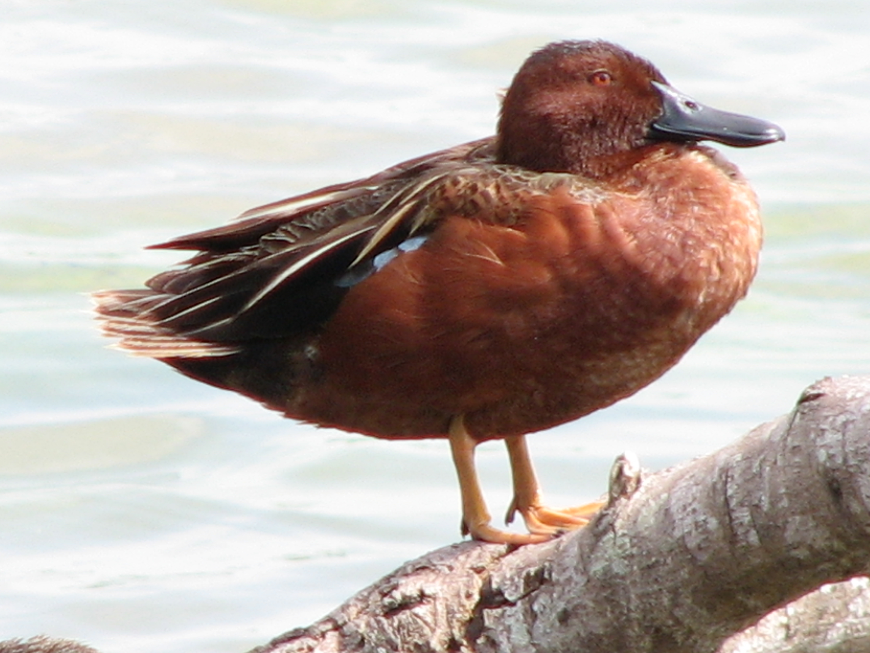 Cinnamon Teal