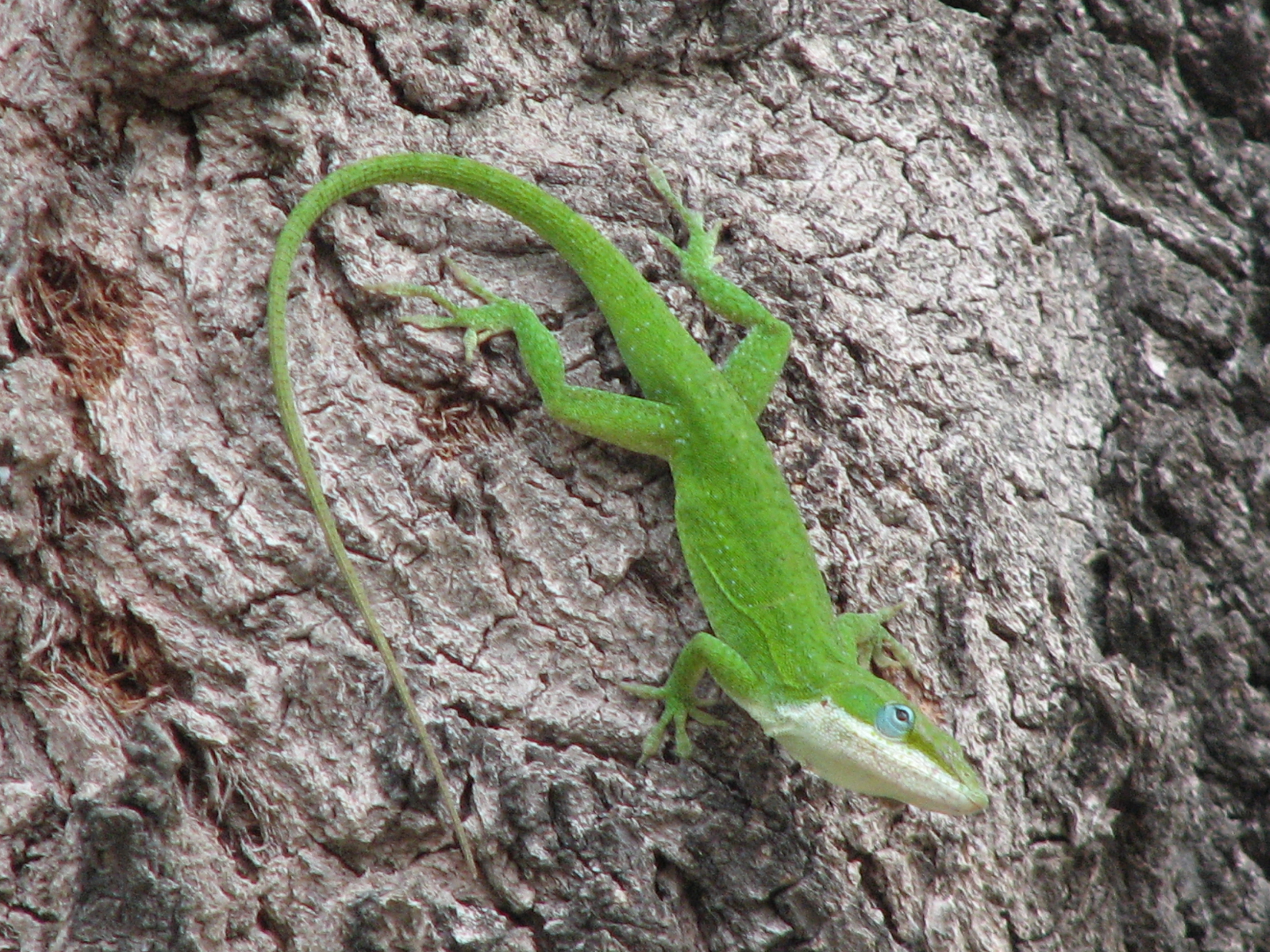 Green Anole