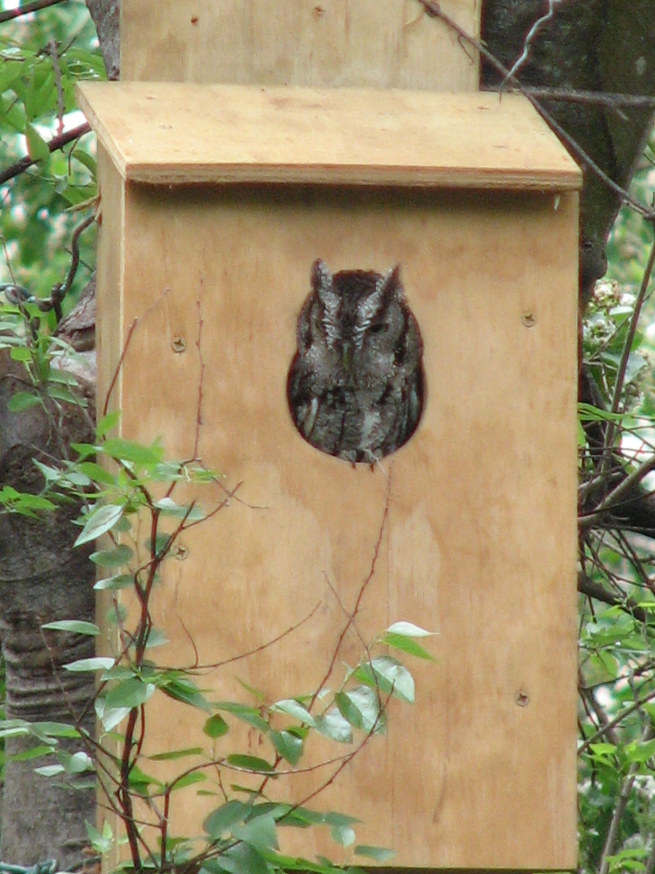 Eastern Screech-Owl