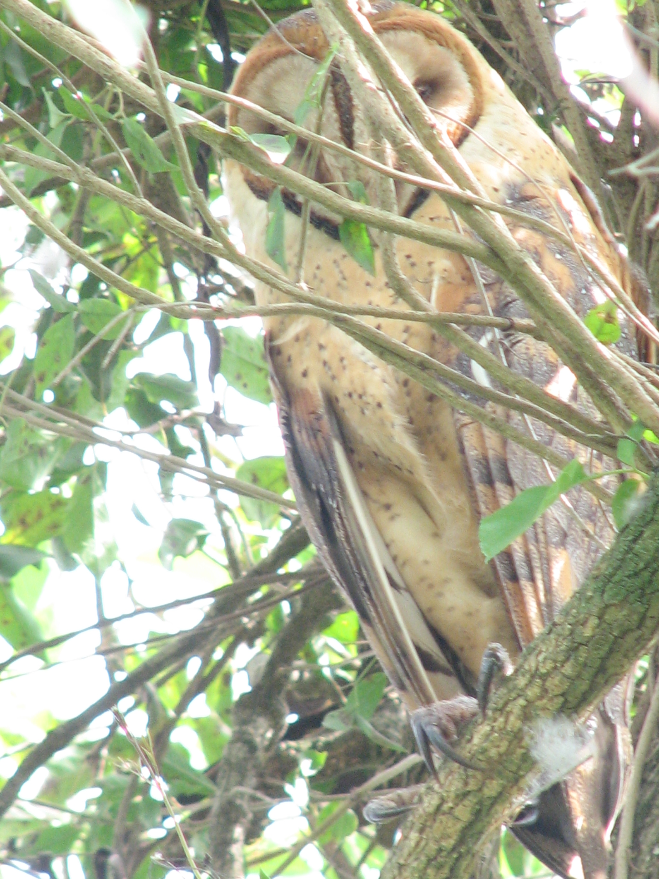 Barn Owl