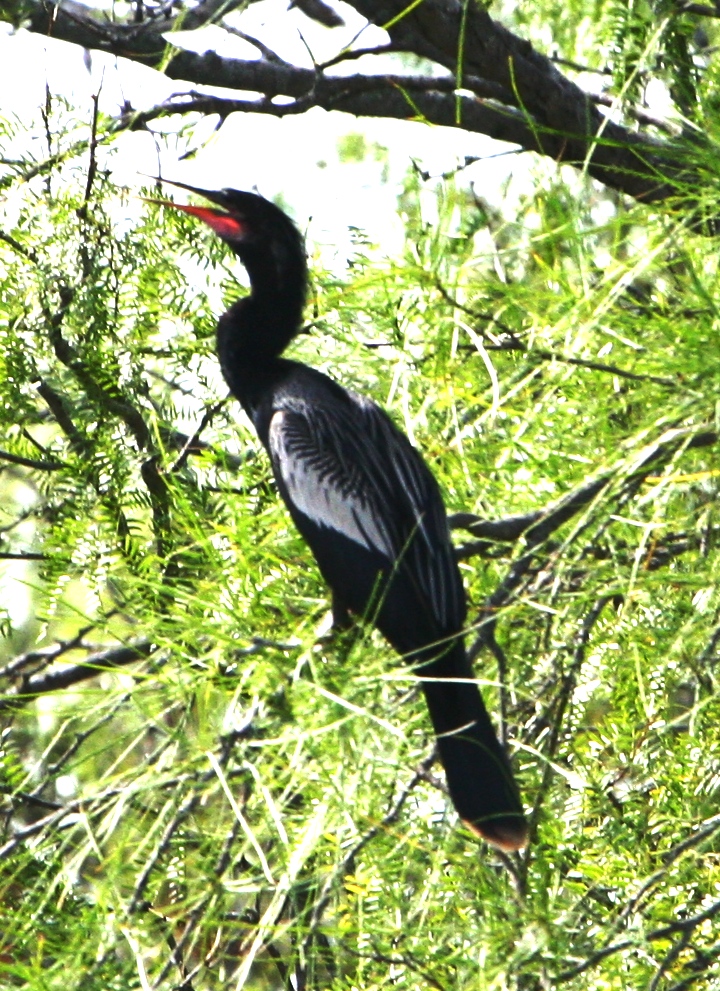 Anhinga