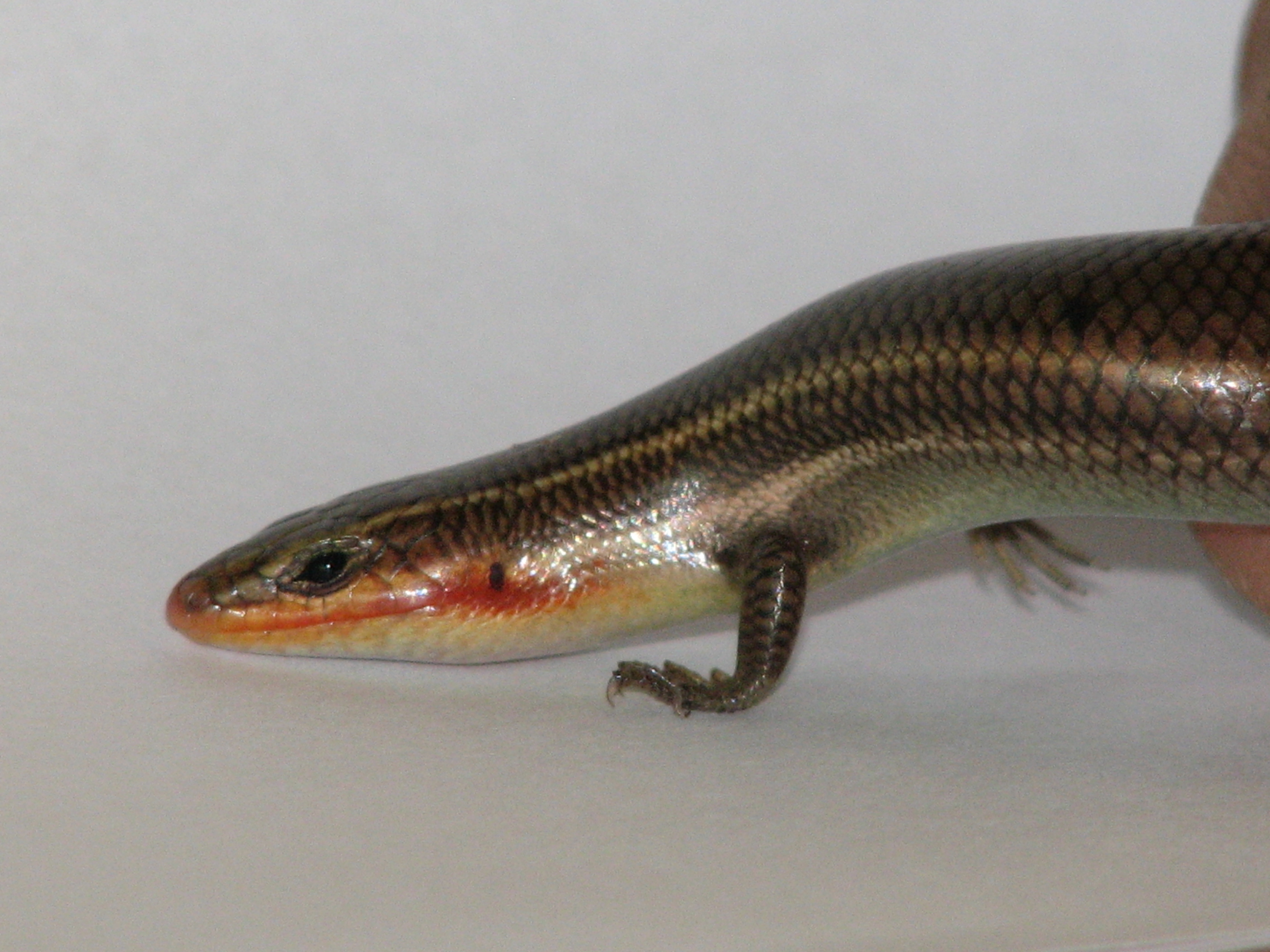 Four-lined Skink