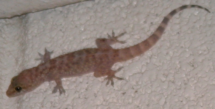 Mediterranean Gecko