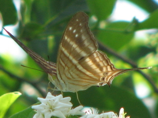 many-banded daggerwing