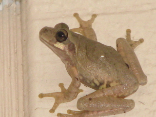 mextreefrog.jpg