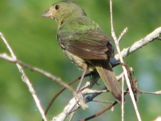 painted bunting female