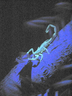 scorpion eats moth blue