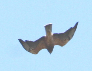 Intermediate Swainson's Hawk