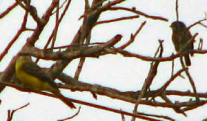becardkingbird.jpg