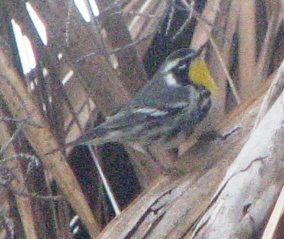 yellow-throated warbler