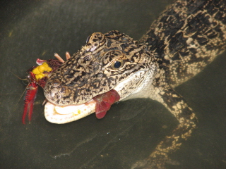 American Alligator eats Swamp Crawdad