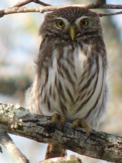 ferruginous pygmy-owl