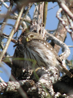 ferruginous pygmy-owl